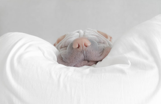 Shar pei dg taking a nap 