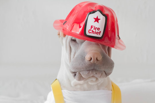 Shar pei dog dressed as a fire chief