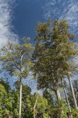 Trees in Banteay Srei temple in Cambodia