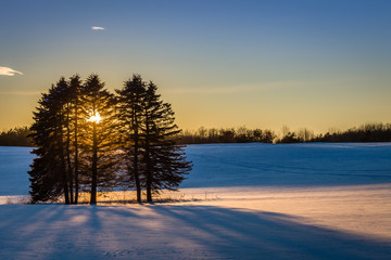 Winter Scene of Rolling fields with a group of trees casting a long shadow.