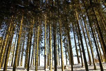 Fototapeta premium Winterwald