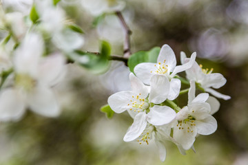 Closeup of white apple tree blossoms.