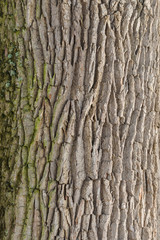 Natural structure of the bark tree