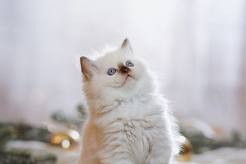 Ragdoll blue point little kitten on a colored background studio
