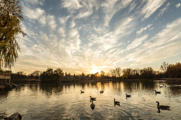 Sunset on a pond with geese swimming in the foreground.
