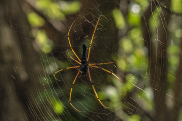 Spider near Kbal Spean waterfall