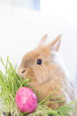 Cute Easter Bunny with pink egg