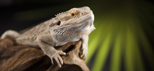 Animal Lizard, Bearded Dragon on mirror background