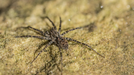 Spider near Kbal Spean waterfall