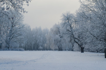 Trees covered with frost in a snowy forest