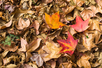 Autumn Time