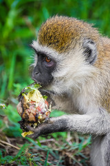 Portrait of a Vervet monkey (Chlorocebus pygerythrus) native African primate eating avocado fruit