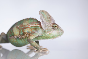 Fototapeta premium Green chameleon,lizard on white background