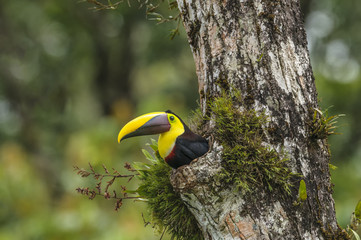 Costa Rican Chesnut-mandibled Tucan