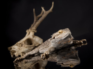 Antlers, Dragon lizard  on black mirror background