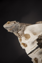 Lizard, Agama, dragon and skull