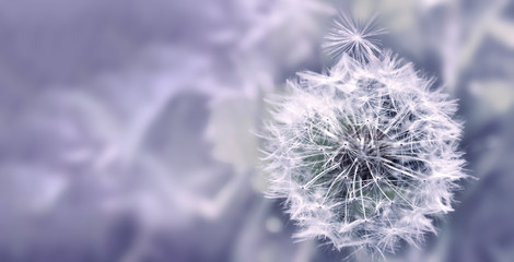 Fototapeta premium Dandelion zamyka up na naturalnym tle. Kwiat mniszka lekarskiego na letniej łące
