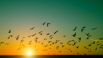Silhouettes flock of birds over the Atlantic ocean during sunset. Seagulls .