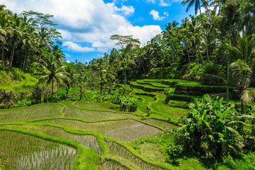 Tegallantang Reisterrassen Bali 