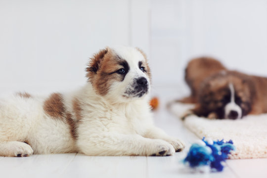 portrait of young caucasian shepherd puppy lying on carpet at home