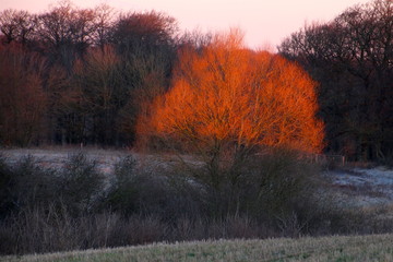 Obraz na płótnie Canvas Dawn with its beautiful sheen on a winter tree