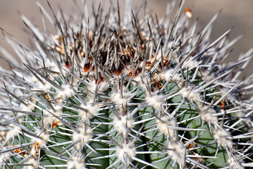 Closeup spines of a cactus