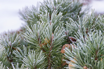 The branch of a conifer in the winter