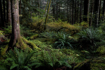 Fototapeta premium Second growth Douglas Fir/hemlock forest, Solduc Valley, Olympic national Forest, WA