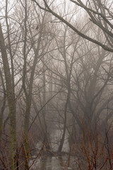Bare trees in misty winter forest, bird perched in tree