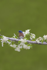 Male Eastern Bluebird in White flowers
