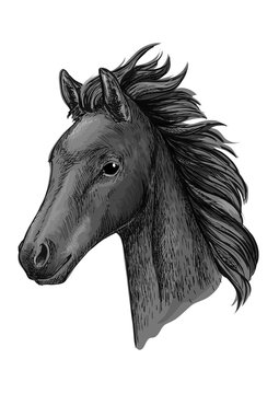 Black horse head sketch portrait