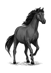 Obraz na płótnie Canvas Gray horse with stomping hoof