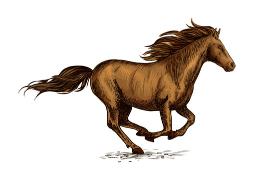 Running horse sketch for equestrian sport design
