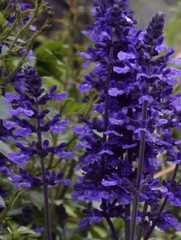 Obraz premium Purple Lupine 