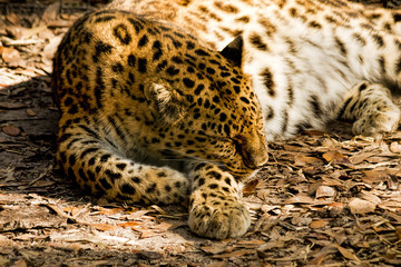 Close up of Leopard sleeping, saturated colors, horizontal