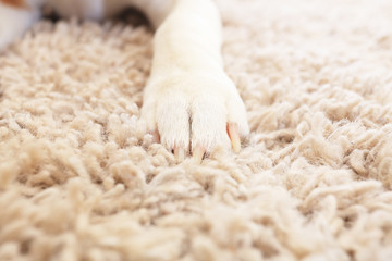 White fluffy dog paw on carpet