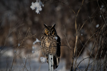 Great Horned Owl