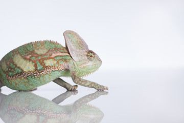 Green chameleon,lizard on white background