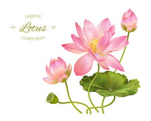 Lotus realistic illustration - 134273983