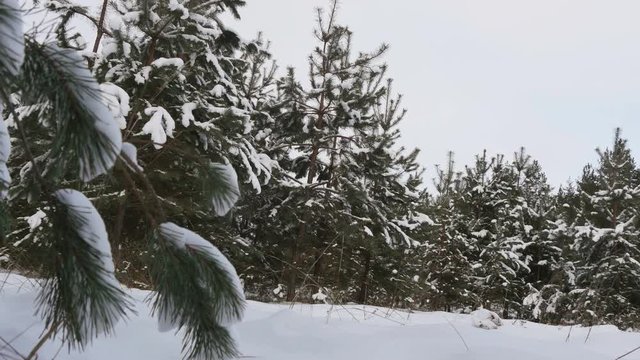 Beautiful tree covered with snow, close-up view, in the frosty winter, the Christmas forest