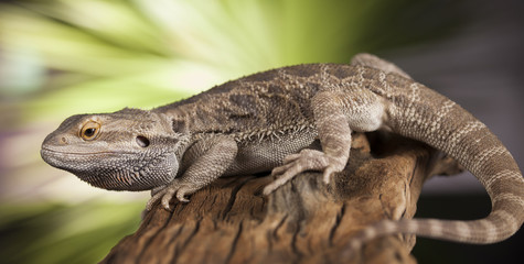 Lizard root, Bearded Dragon on black mirror background