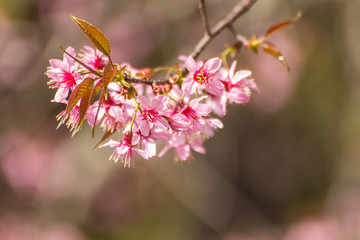 Close up Wild Himalayan Cherry flower