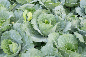 Fresh green cabbage in the garden