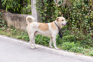 Thai stray dog on road