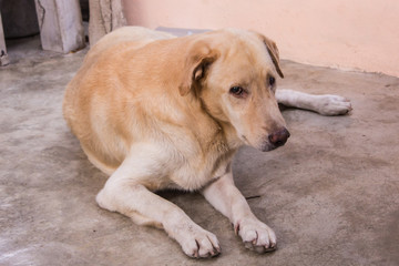 Naklejka na ściany i meble Thai white stray dog