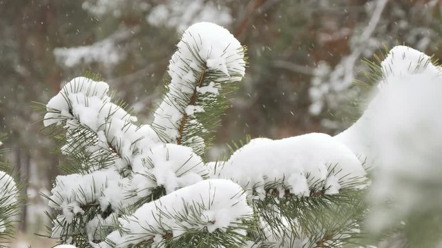 Beautiful tree covered with snow, close-up view, in the frosty winter, the Christmas forest