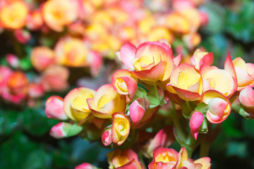 Begonias flower bloom among green leaves
