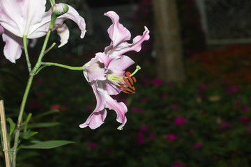 flowers white lilies bloom among green leaves
