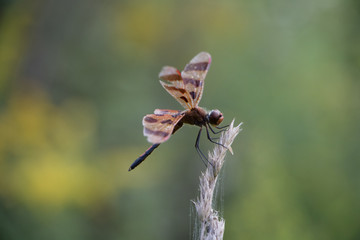 A Dragonfly resting on grass