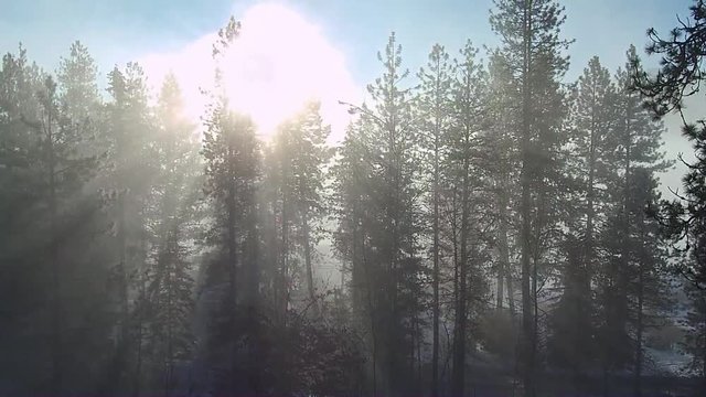 Forrest with Streaming Fog and Sunshine in Winter